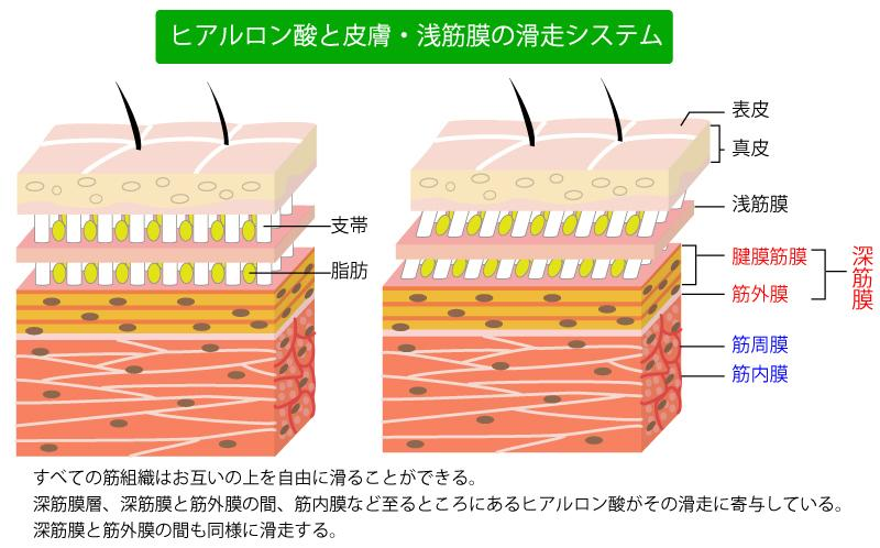 筋膜の滑走システム解説図 - 表皮・真皮・支帯・脂肪・腱膜筋膜・深筋膜・筋外膜・筋周膜・筋内膜の層構造とヒアルロン酸による滑走機能