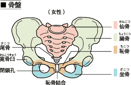 妊娠後期恥骨痛